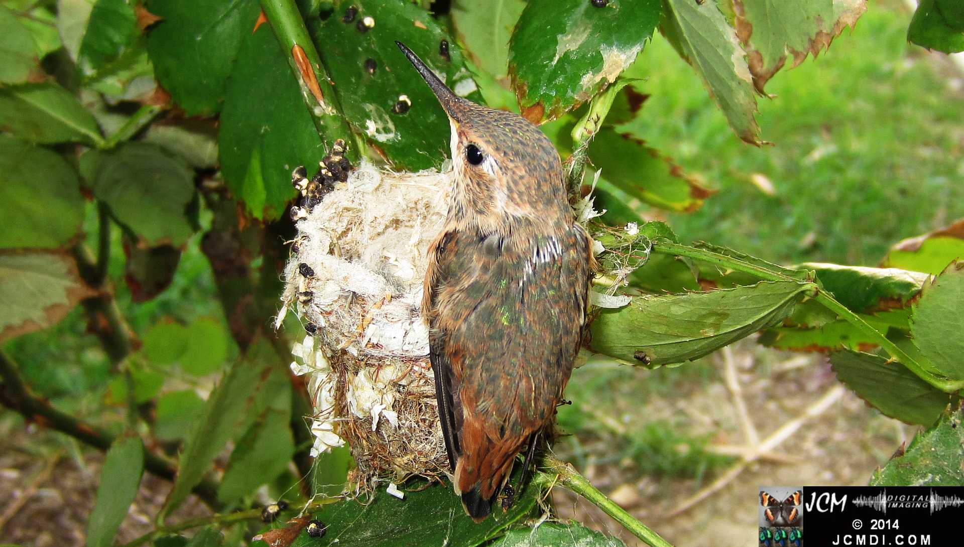 Allens Hummingbird chick and nest image 3-28-2014